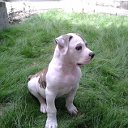 American Bulldog (Амбуль)