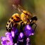 Пчеловодство и Самоделки