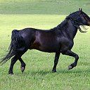 RUSSIAN ASSOCIATION OR KARACHAY HORSES