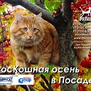 Выставка кошек  в г. Сергиев Посад, что Московской