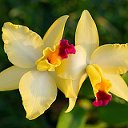 Любители орхидей