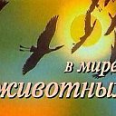 В МИРЕ  ЖИВОТНЫХ