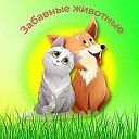 Забавные Животные