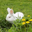Кроликовод. Кролиководство в Калуге