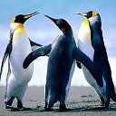 неразлучные пингвины