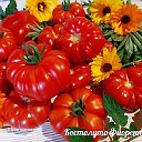 ТОМАТНЫЙ ДВОРИК - семена томатов