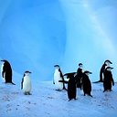 Марш Пингвинов