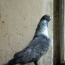 Egyptian Pigeons
