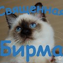 Кошки СВЯЩЕННАЯ БИРМА