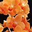 Five orchids - Пять орхидей