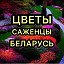 САЖЕНЦЫ ПОЧТОЙ БЕЛАРУСЬ ПИТОМНИК