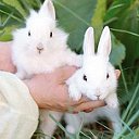 Кролики Донбасса