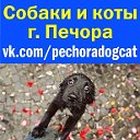 Собаки и коты города Печора