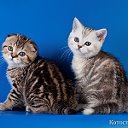 Питомник шотландских кошек Арженто Фиоре