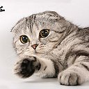 Шотландские вислоухие (Scottish fold)