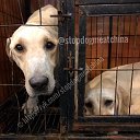 StopDogMeatChina - Спасение собак в Китае