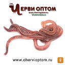Черви Оптом - оптовая продажа червей в РФ