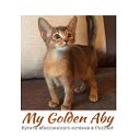 Абиссинские котята - MyGoldenAby