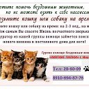 Иваново "Мягкие Лапки" Помощь бездомным животным.