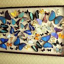 Бабочки в рамках - как украшение интерьера