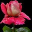 Роза - королева цветов