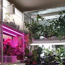 Комнатные растения (Цветочная студия)