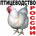 Птицеводство. КУРЫ ФАЗАНЫ ИНДЮКИ в России. Продажа