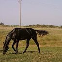 Лошади на продажу🐎🐎🐎