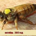 пчелы Бакфаст в Центральной регионе России