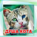 Душа кота