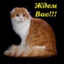 Клуб любителей кошек "Кошкин ДоМ"