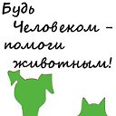 Помощь бездомным животным г.Астрахани
