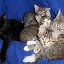 Группа помощи  " У Кузи "(мини приют для кошек)