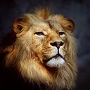 Львы - короли жизни