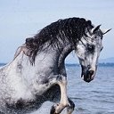 Лошади и их необычайная красота!