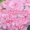 Пеларгонии Белгород