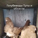 Голубеводы Тулы