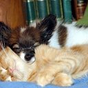 Dogs    *and*    Cats - Собаки    *и*    Кошки