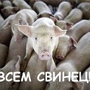 Истребление свиней или людей?