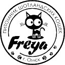 Питомник шотландских кошек  "FREYA"