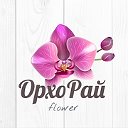 Продажа Орхидей по всей России ОрхоРай