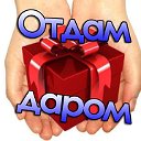 ОТДАМ ДАРОМ (КОБРИН)