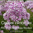 Секция «Флоксы» РОО Клуб «Цветоводы Москвы»