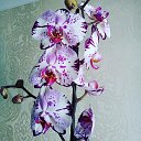 Мир орхидей КМВ коммерческие объявления ЗАПРЕЩЕНЫ