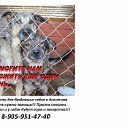 SOS!!! Нужна помощь бездомным собакам Искитима