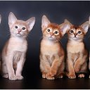 Фотосессия для кошек
