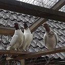 Бойные голуби Омска и Омской области