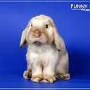 Карликовые кролики NHD питомник FUNNY BUNNY