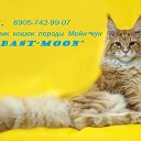 Мейн-кун"Самостоятельный" питомник "Bast-Moon"