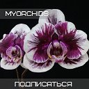 MyOrchids.Орхидеи и подростки,продажа вся Россия